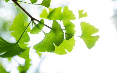 ¿Qué es el Ginkgo Biloba?