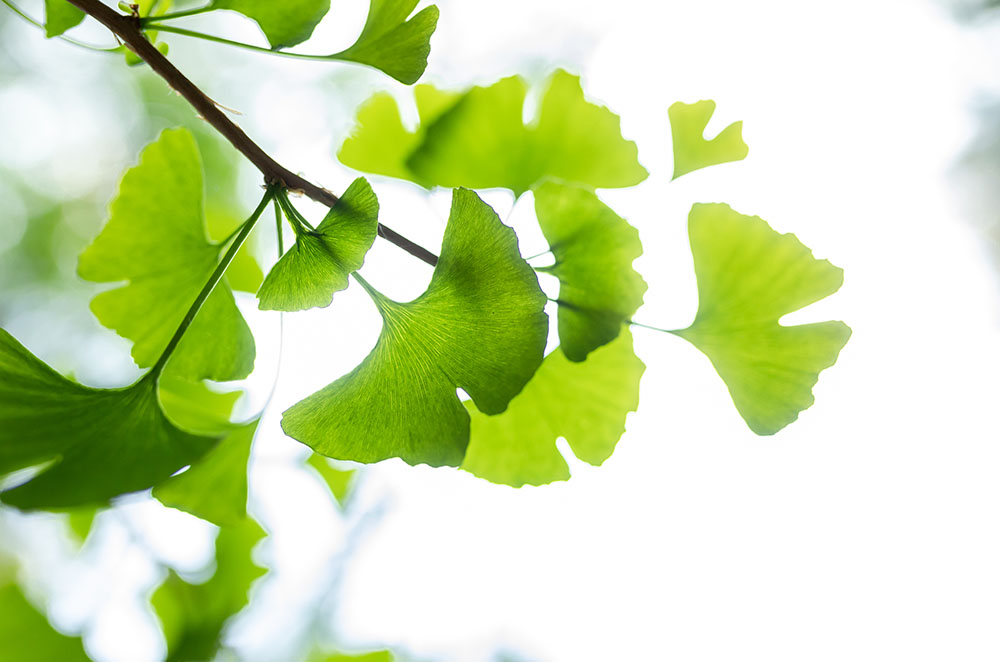 ¿Qué es el Ginkgo Biloba?